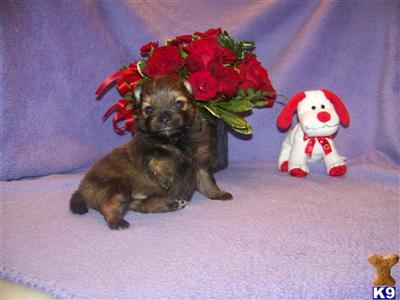 Puppies in Plant city